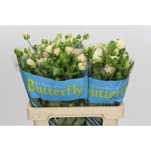 Ranunculus Butterfly Ariadne