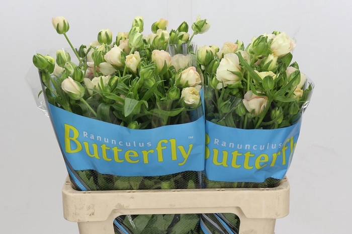 <h4>Ranunculus Butterfly Ariadne</h4>