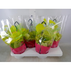 Epipremnum pinn. 'Golden Pothos' HG