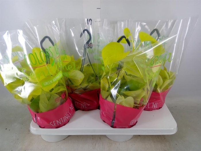 <h4>Epipremnum pinn. 'Golden Pothos' HG</h4>