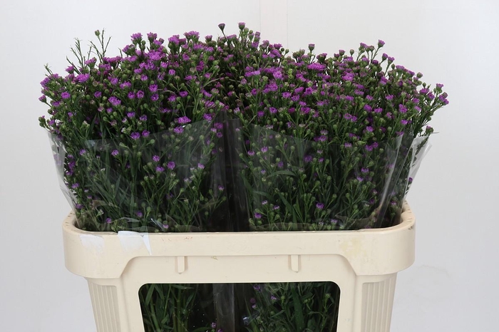 Aster Baby Pink