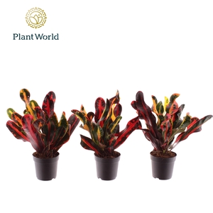 Croton Mammi kopstek 7 cm