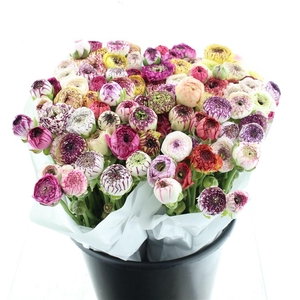 Ran El Stripe Mix Extra ( White Paper )