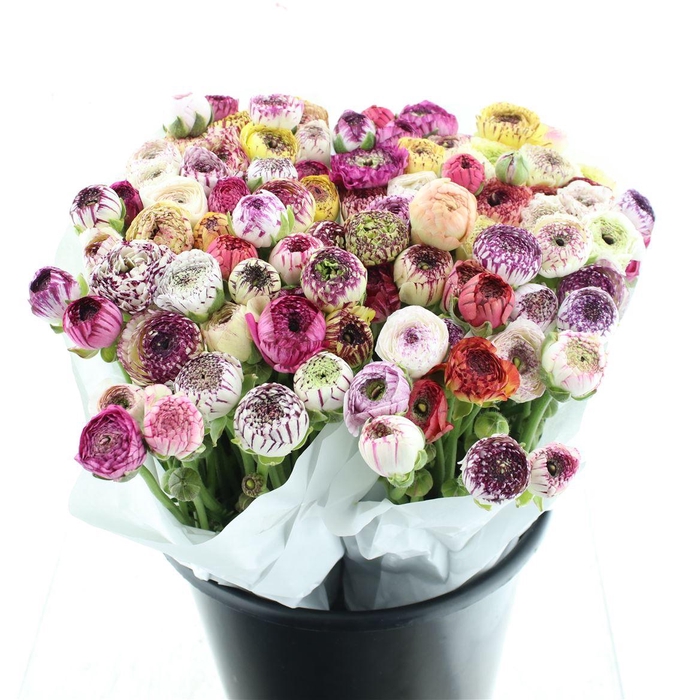 <h4>Ran El Stripe Mix Extra ( White Paper )</h4>