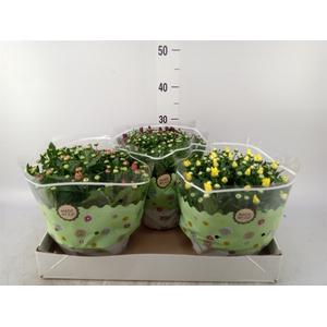 Chrysanthemum   ..mix 5