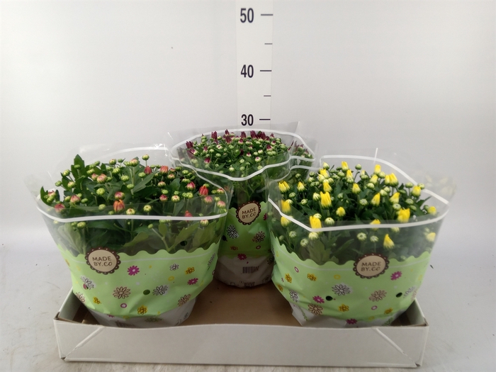 <h4>Chrysanthemum   ..mix 5</h4>