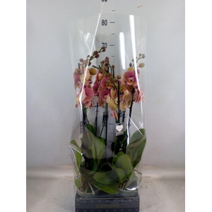 Phalaenopsis   ...rose