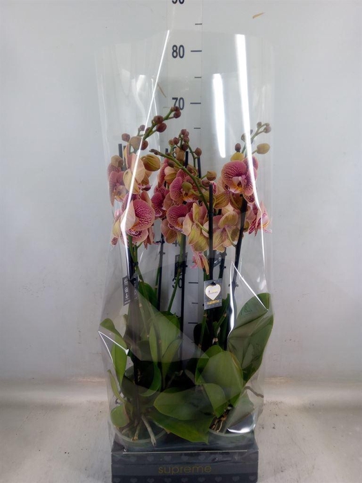 <h4>Phalaenopsis   ...rose</h4>
