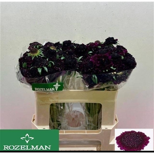 SCAB AT RE VEL SCOOP