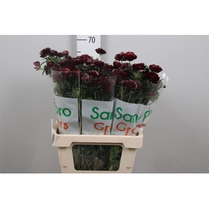 Ran Magical Chocolate