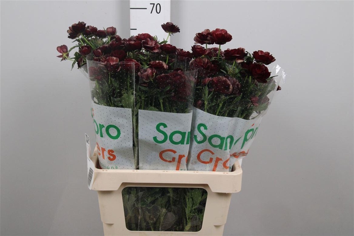 <h4>Ran Magical Chocolate</h4>