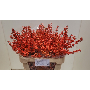 ILEX VE OUDIJ ORANGE