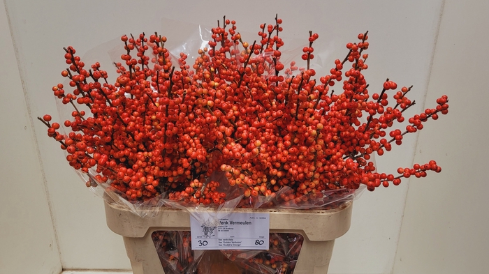 <h4>ILEX VE OUDIJ ORANGE</h4>