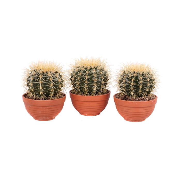 <h4>Echinocactus grusonii schaal 13 cm</h4>