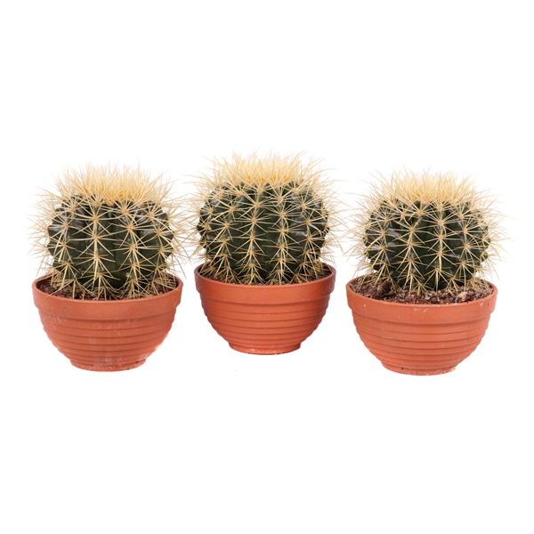 <h4>Echinocactus grusonii schaal 13 cm</h4>