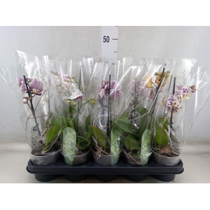 Phalaenopsis multi.   ...mix  3