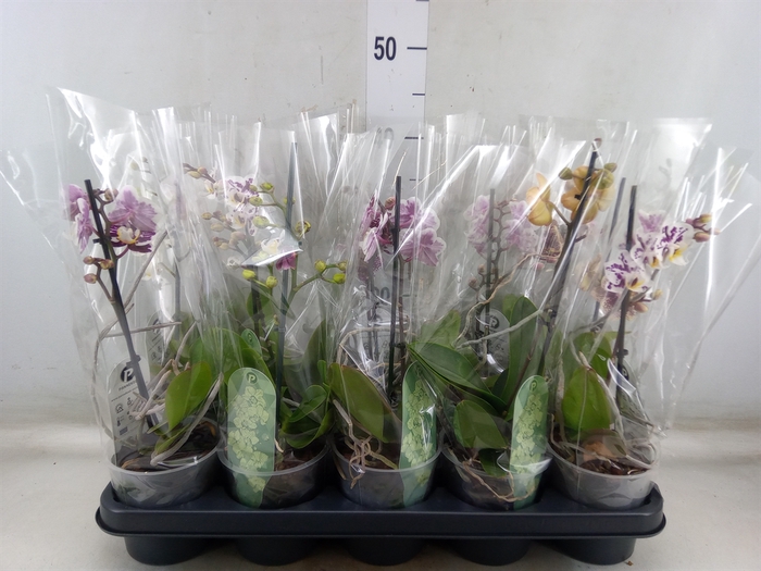 <h4>Phalaenopsis multi.   ...mix  3</h4>