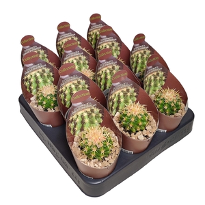 ECHINOC GRU F INTERM