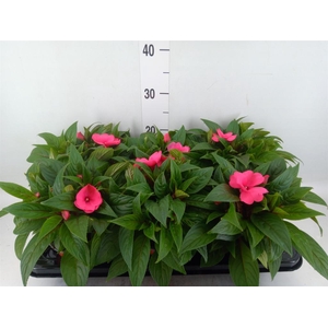 Impatiens NG 'ColPow Rose'