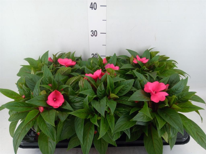 <h4>Impatiens NG 'ColPow Rose'</h4>