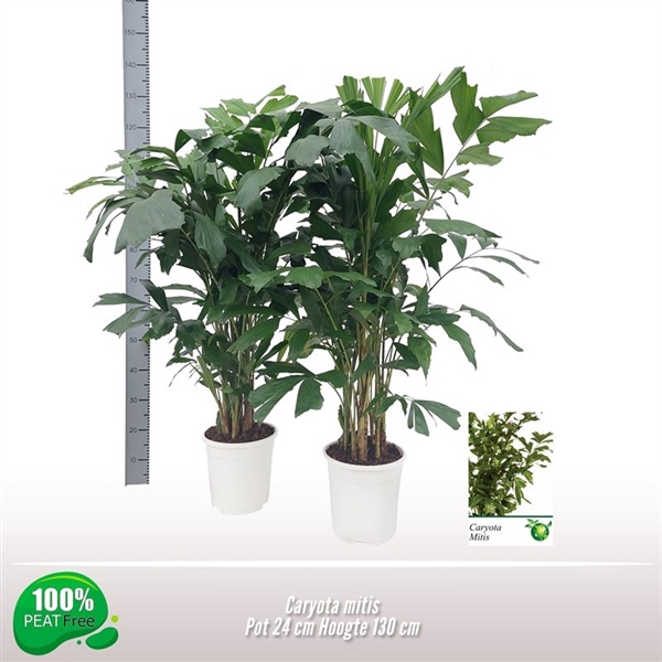 <h4>Caryota mitis</h4>