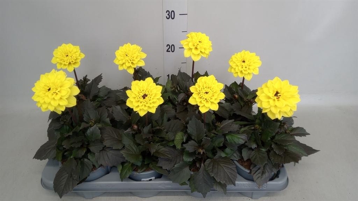 <h4>Dahlia   ...</h4>