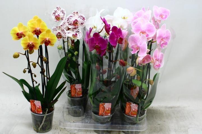 <h4>PHAL EL CASCADE</h4>