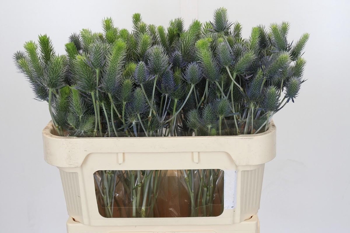 Eryngium Electric Dynamite