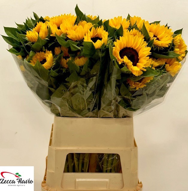 <h4>Helianthus Annuus 'vincent's Choice' New</h4>