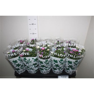 Aster Nb Carnaval Mix In Pot
