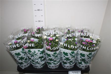 <h4>Aster Nb Carnaval Mix In Pot</h4>