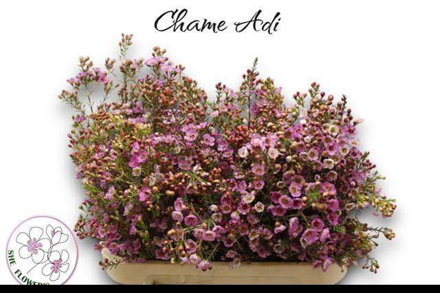 <h4>CHAMELAUCIUM  'ADI'</h4>