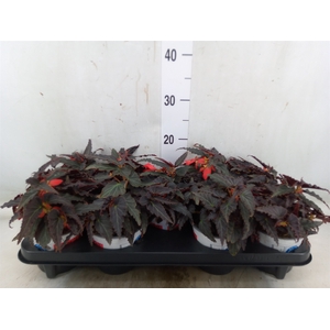 Begonia boliv. 'Encanto Red'