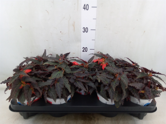 <h4>Begonia boliv. 'Encanto Red'</h4>