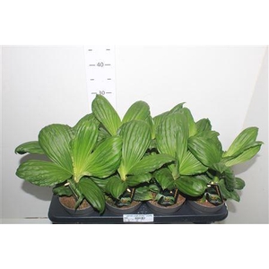 ** Palmata Jungle Drums * Novelty * Spring Deal *