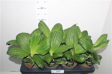 <h4>** Palmata Jungle Drums * Novelty * Spring Deal *</h4>