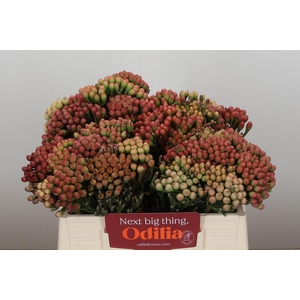 Kaaps Groen Red Brunia Medium