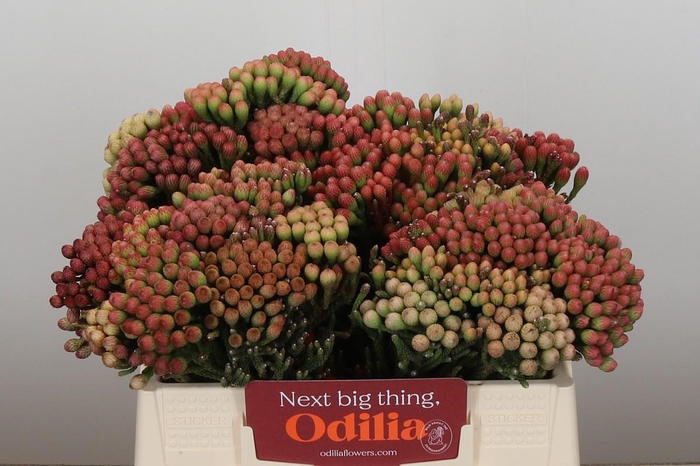 <h4>Kaaps Groen Red Brunia Medium</h4>