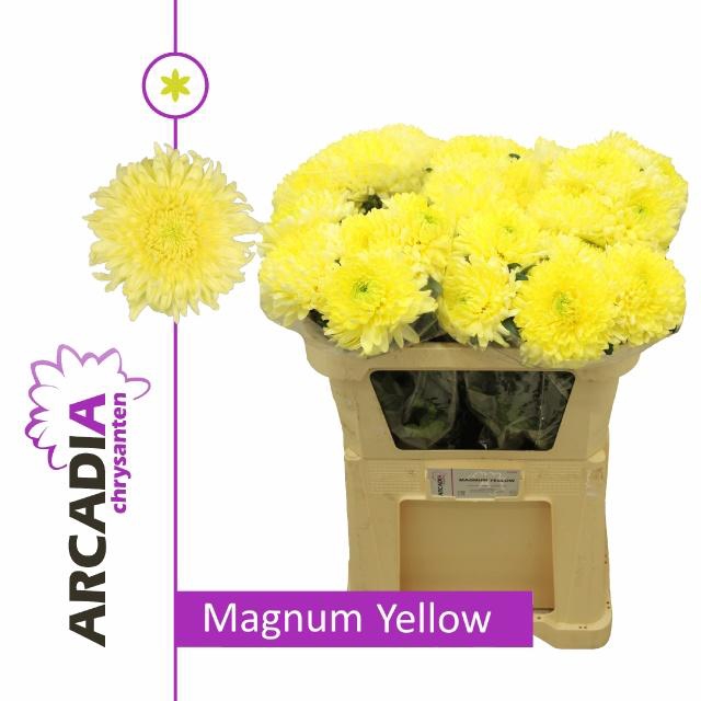 <h4>CHR G MAGNUM YELLOW</h4>