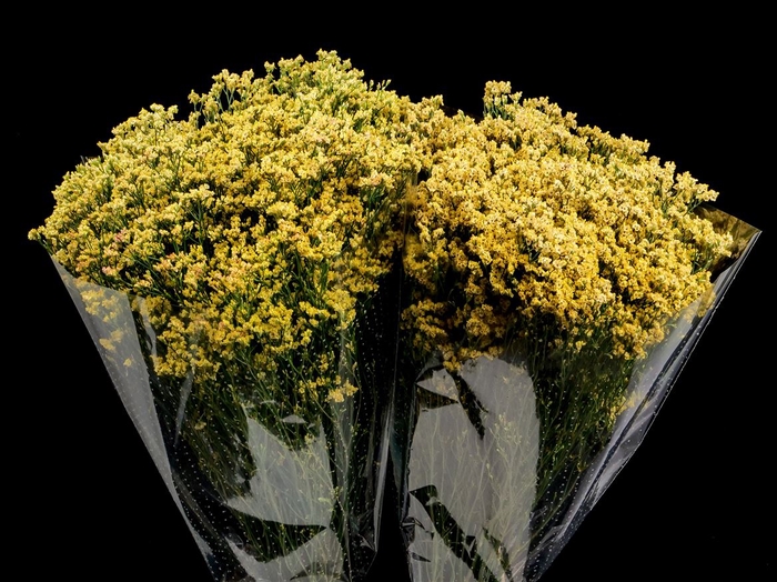 <h4>Limonium Yellow</h4>