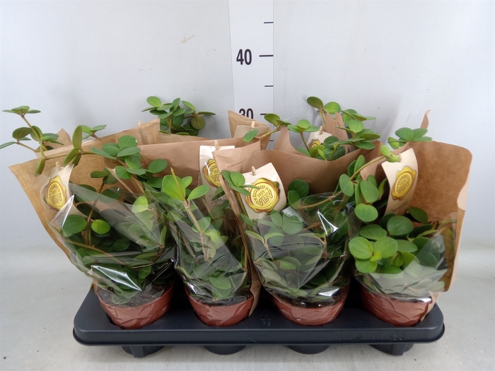 <h4>Peperomia tetraphylla 'Hope'</h4>