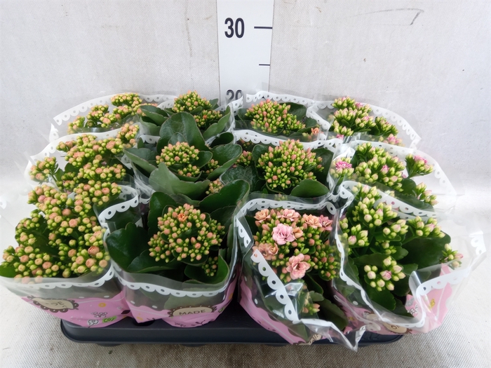 <h4>Kalanchoe blos.   ..mix</h4>