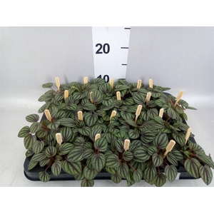 Peperomia albov. 'Piccolo Banda'