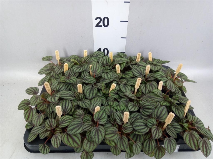 <h4>Peperomia albov. 'Piccolo Banda'</h4>