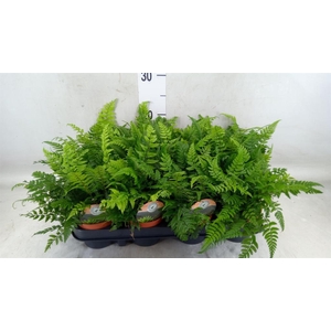 Polystichum tsussimense