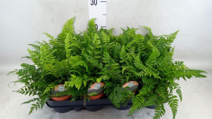 <h4>Polystichum tsussimense</h4>