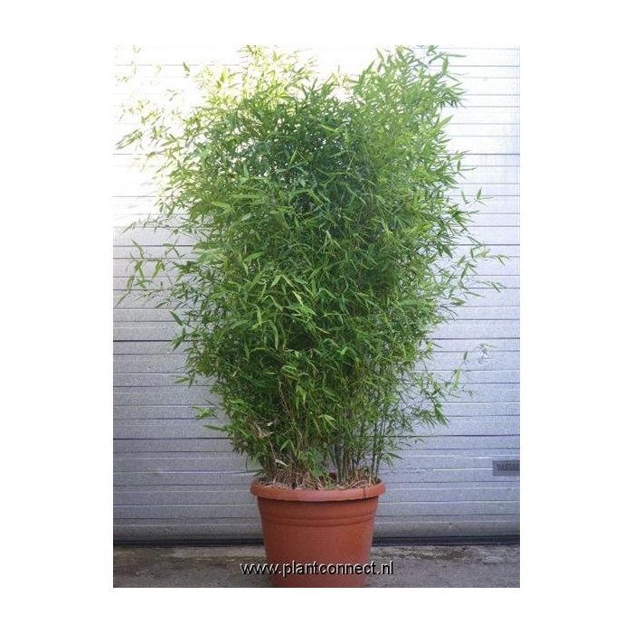 <h4>Phyllostachys aurea</h4>