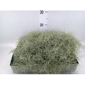 Tillandsia usneoides