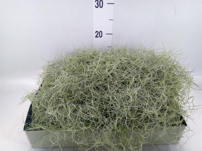 <h4>Tillandsia usneoides</h4>
