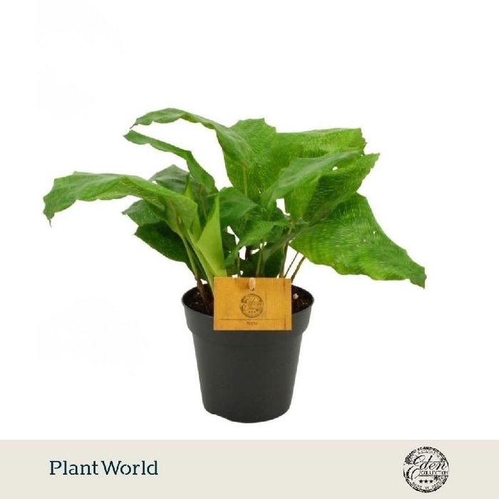 <h4>Calathea Musaica Network</h4>